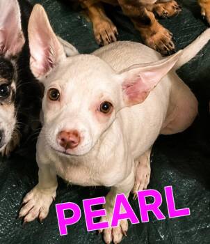 PEARL -  Jack Russell Terrier and Chihuahua Dog for Adoption in Fosters, Alabama - PEARL | PetCurious