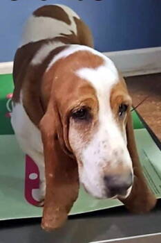 Rescue Basset Hound Dogs for Adoption in Hamilton, New Jersey - BOSTON | PetCurious