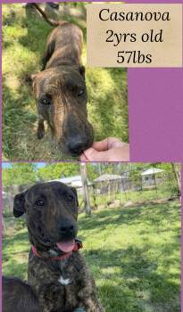 Pit Bull Terrier Dogs Available for Adoption in Holbrook, New York - CASANOVA | PetCurious