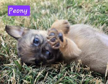 Miniature Dachshund and Chihuahua Dogs Available for Adoption in Williamsburg, Virginia - Peony | PetCurious