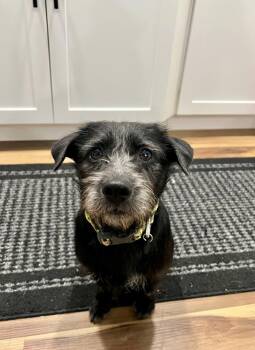 Luigi -  Terrier and Miniature Schnauzer Dog for Adoption in Denver, Colorado - Luigi | PetCurious