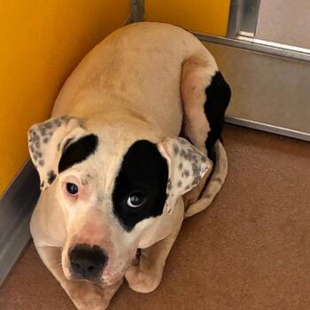 Peggy -  Pit Bull Terrier Dog for Adoption in Norman, Oklahoma - Peggy | PetCurious