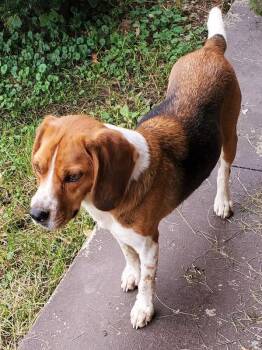 SPARKY -  Beagle Dog for Adoption in Ashland, Ohio - SPARKY | PetCurious