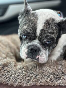 Leo -  French Bulldog Dog for Adoption in Huntington Beach, California - Leo | PetCurious