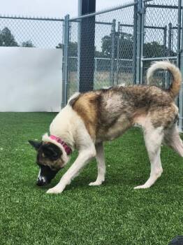 Kuma -  Akita Dog for Adoption in Jackson, Tennessee - Kuma | PetCurious