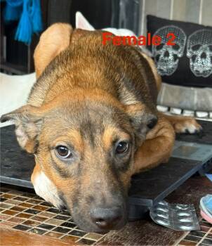 Rescue German Shepherd Dog and Labrador Retriever Dogs for Adoption in Crossville, Tennessee - Heidi | PetCurious