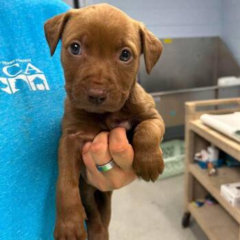 A Thousand Wishes -  Pit Bull Terrier and Mixed Breed Dog for Adoption in Martinsville, Virginia - A Thousand Wishes | PetCurious