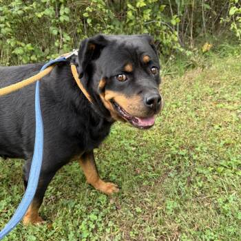 Maya -  Rottweiler Dog for Adoption in Phoenixville, Pennsylvania - Maya | PetCurious