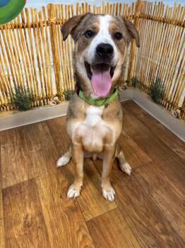 Silo -  Mixed Breed Dog for Adoption in Ocala, Florida - Silo | PetCurious