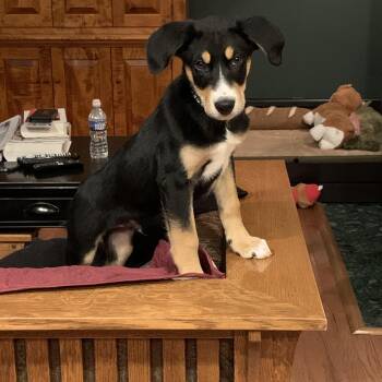 Labrador Retriever and Mixed Breed Dogs Available for Adoption in Hatfield, Pennsylvania - Liam | PetCurious