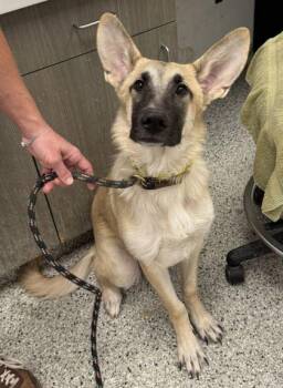 Faline -  Shepherd and Mixed Breed Dog for Adoption in Kansas City, Missouri - Faline | PetCurious