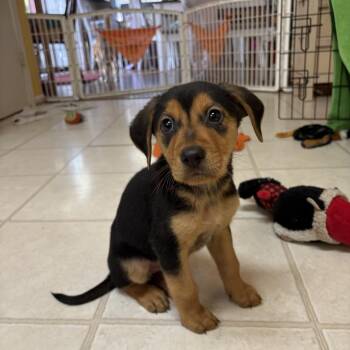 Hound Dogs Available for Adoption - Rockie | PetCurious