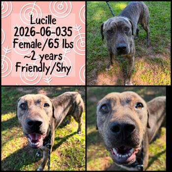 2026-06-035 *Lucille* -  Labrador Retriever Dog for Adoption in Winder, Georgia - 2026-06-035 *Lucille* | PetCurious
