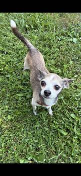 Dion -  Chihuahua Dog for Adoption in St. Louis, Missouri - Dion | PetCurious