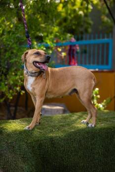 Kim -  Black Mouth Cur and Rhodesian Ridgeback Dog for Adoption in Anacortes, Washington - Kim | PetCurious