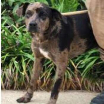 Clate -  Catahoula Leopard Dog and Mixed Breed Dog for Adoption - Clate | PetCurious
