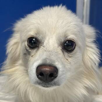 112000 -  Mixed Breed Dog for Adoption in Las Cruces, New Mexico - 112000 | PetCurious