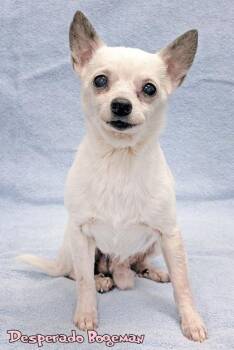 Chihuahua and Mixed Breed Dogs Available for Adoption in Mason, Michigan - Desperado Boogeyman (surgery 5/27) | PetCurious