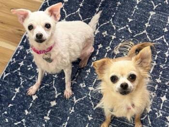 Monkey And Roo -  Chihuahua Dog for Adoption in Portland, Oregon - Monkey And Roo | PetCurious
