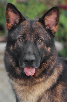Loki von Darmstadt -  German Shepherd Dog Dog for Adoption in Los Angeles, California - Loki Von Darmstadt | PetCurious