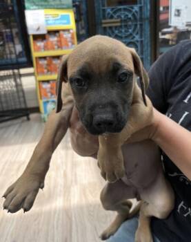 Olivia -  Terrier and Pit Bull Terrier Dog for Adoption in Elyria, Ohio - Olivia | PetCurious