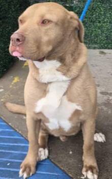 Retriever and Mixed Breed Dogs Available for Adoption - 60153339 | PetCurious