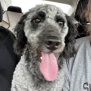 Bandit -  Cockapoo Dog for Adoption in Farmersville, Ohio - Bandit | PetCurious