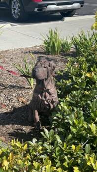 Skittles -  Shar Pei Dog for Adoption in Lake Forest, California - Skittles | PetCurious