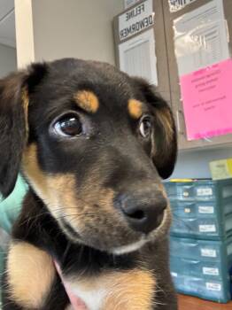 Porkchop -  Mixed Breed Dog for Adoption in Columbia, Tennessee - Porkchop | PetCurious