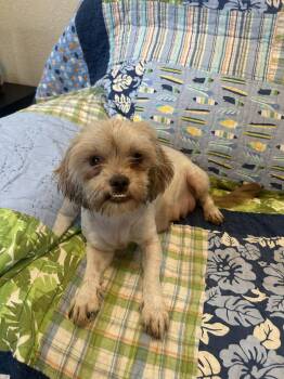 Shih Tzu Dogs Available for Adoption - Butterscotch | PetCurious