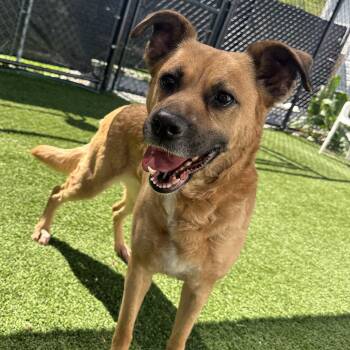 Rescue German Shepherd Dog Dogs for Adoption - MooMoo | PetCurious