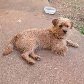 Terrier and Mixed Breed Dogs Available for Adoption in Oklahoma City, Oklahoma - Finch C-34384 | PetCurious