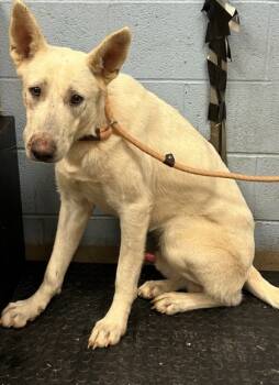 Rescue Mixed Breed Dogs for Adoption in Chamblee, Georgia - Velt | PetCurious