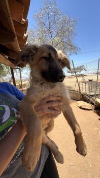 Gucci -  Shepherd Dog for Adoption in Bakersfield, California - Gucci | PetCurious