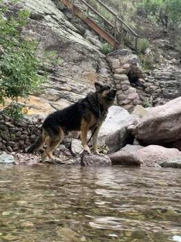 German Shepherd Dog and Siberian Husky Dogs Available for Adoption - ZEUS | PetCurious