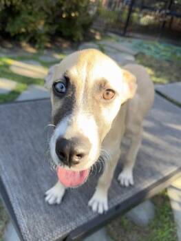 Rescue Labrador Retriever Dogs for Adoption in Steamboat Springs, Colorado - Lady | PetCurious