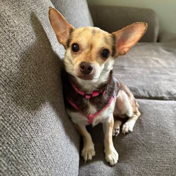 Honey -  Chihuahua Dog for Adoption - Honey | PetCurious