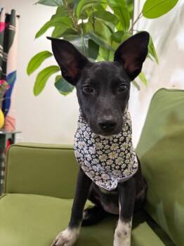 Wonder Woman Super Hero -  Labrador Retriever and American Staffordshire Terrier Dog for Adoption in Friendswood, Texas - Wonder Woman Super Hero | PetCurious