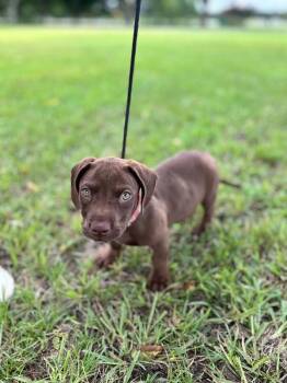 Vincent -  Dachshund and Mixed Breed Dog for Adoption in Aiken, South Carolina - Vincent | PetCurious