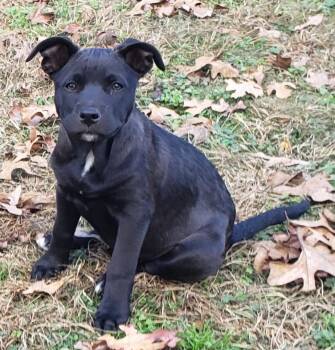 Rescue Mixed Breed Dogs for Adoption in Pembroke, Massachusetts - Batgirl | PetCurious