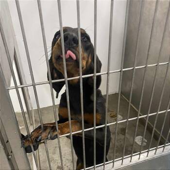 Rescue Bloodhound Dogs for Adoption in Hannibal, Missouri - Lanie | PetCurious