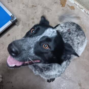 Ruby -  Australian Cattle Dog Blue Heeler and Mixed Breed Dog for Adoption in Eureka Springs, Arkansas - Ruby | PetCurious