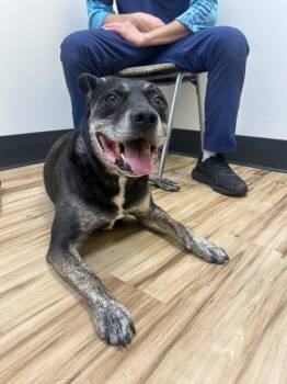 Rocamole -  Mixed Breed Dog for Adoption in Raleigh, North Carolina - Rocamole | PetCurious