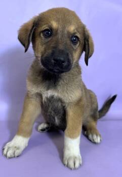 Rescue Labrador Retriever and Great Pyrenees Dogs for Adoption in Morton Grove, Illinois - Chewbacca | PetCurious