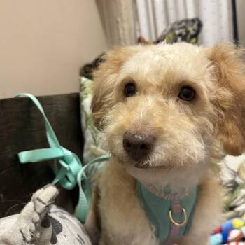 Schnoodle and Wire Fox Terrier Dogs Available for Adoption - DALLAS 2 Yrs 22 Lbs | PetCurious