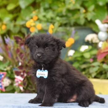 Potato -  Terrier Dog for Adoption in Wake Forest, North Carolina - Potato | PetCurious