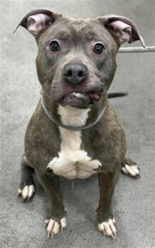 Pit Bull Terrier Dogs Available for Adoption - LILLYANNA | PetCurious