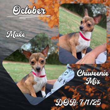 October -  Chiweenie Dog for Adoption in Caldwell, Texas - October | PetCurious