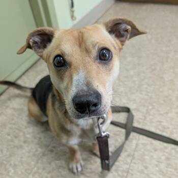 Rescue Mixed Breed Dogs for Adoption in Warren, Pennsylvania - Elmer | PetCurious