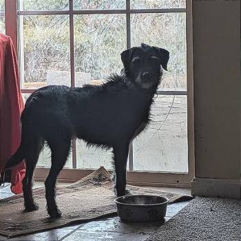 Macaroni - Fee Sponsored -  Wirehaired Terrier and Mixed Breed Dog for Adoption - Macaroni - Fee Sponsored | PetCurious